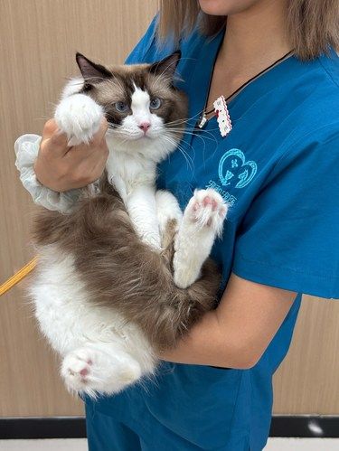 铲屎官必看 | 9.9 给毛孩子全面的体检