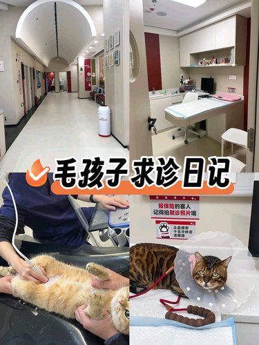 医疗环境超级给力，宠物医生认真负责[强]
