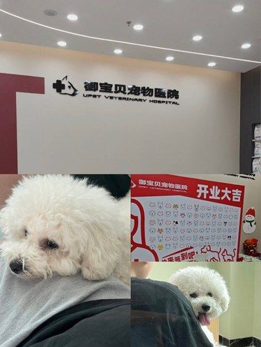 带着毛孩子看病的一天～这家医院还不错～