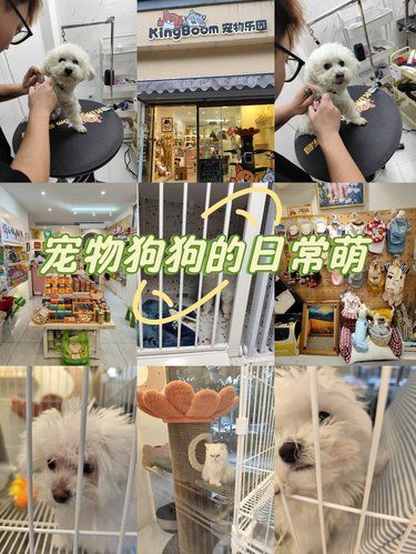 宠物也要美美哒