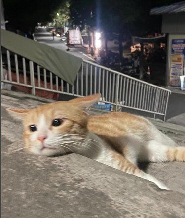 悲伤小猫趴在台阶上...