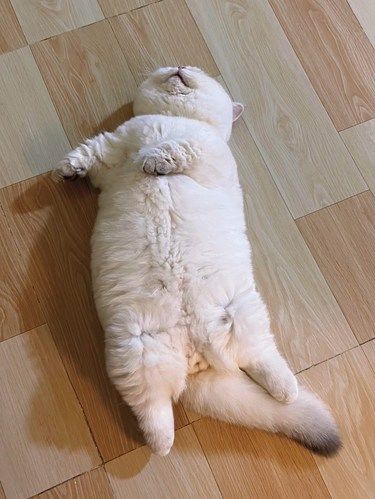 猪、安然度过了年