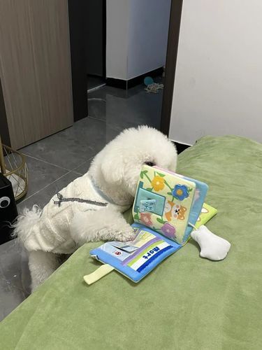 天天带着它的小破书，很认真地学习！[捂脸]