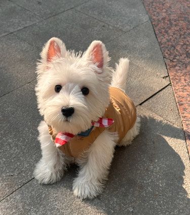 行走的jellydog！快来围观啦！