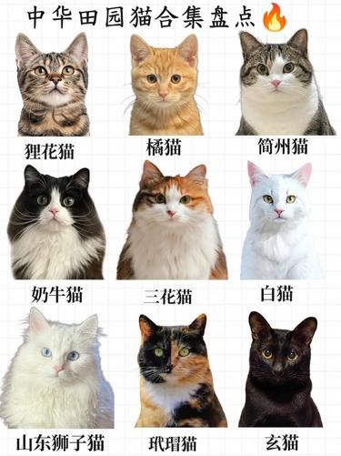 九大中华田园猫，你爱哪一只？