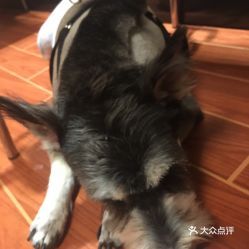 “宠物美容小窍门:吹风机拉毛,巧用吹风嘴固定,轻松造型!”