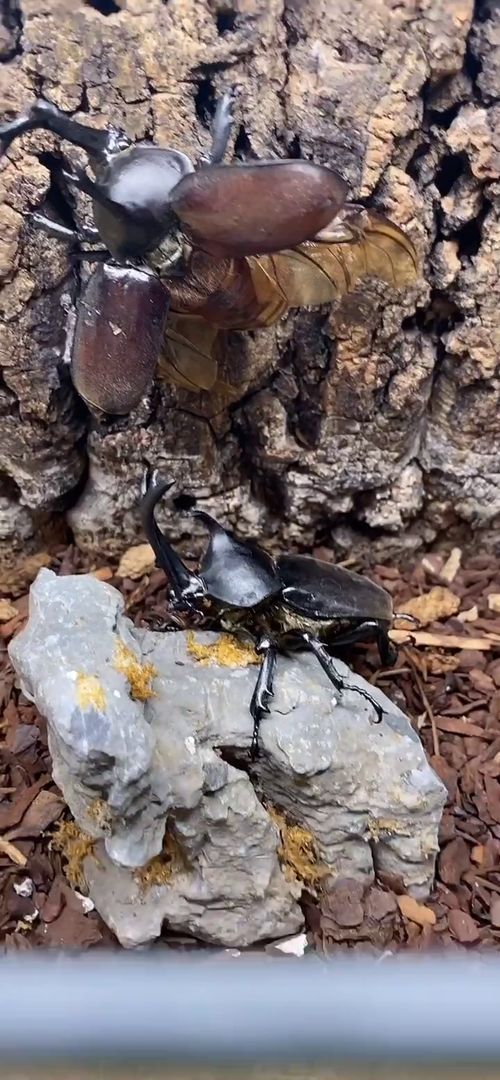 宠物甲虫：养殖、饲养、训练全攻略？适合初学者的宠物甲虫推荐排行榜