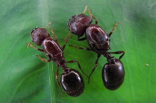 宠物甲虫：养殖、饲养、训练全攻略？适合初学者的宠物甲虫推荐排行榜