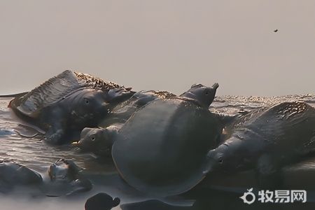 刚买回来的甲鱼怎么养