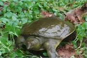 养殖甲鱼一年能赚多少钱