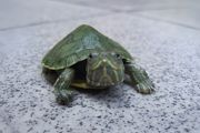 甲鱼能养在水里吗