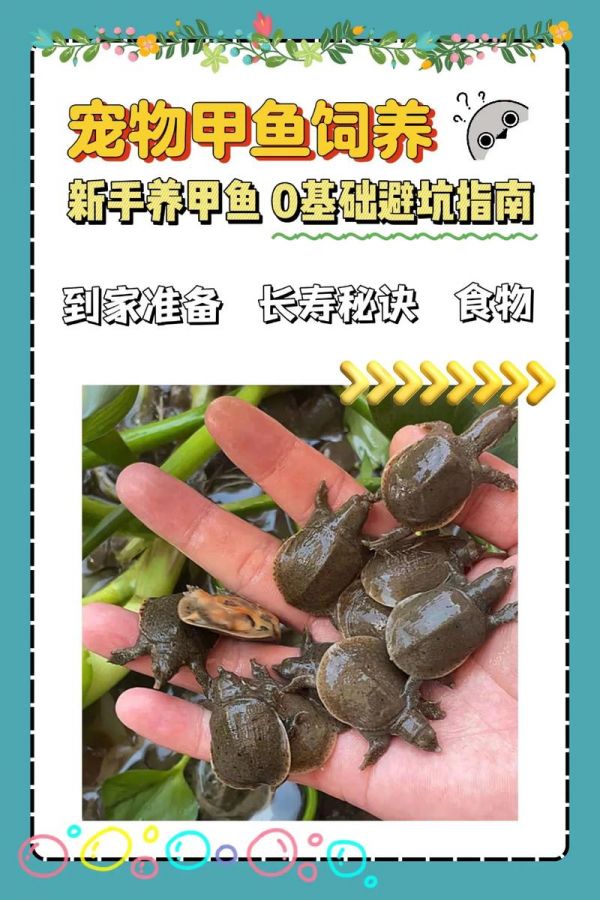 甲鱼养8年宠物