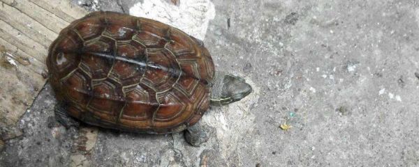 室内冬天怎么养乌龟