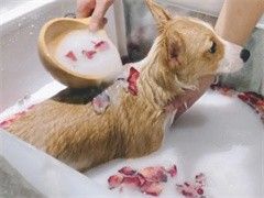 北京宠物狗狗行为训练-欢迎来电