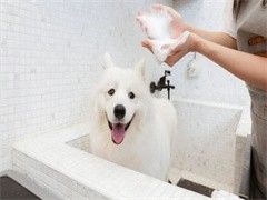 北京上门纠正训犬-收费标准