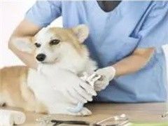 北京训犬学校在哪里-咨询电话