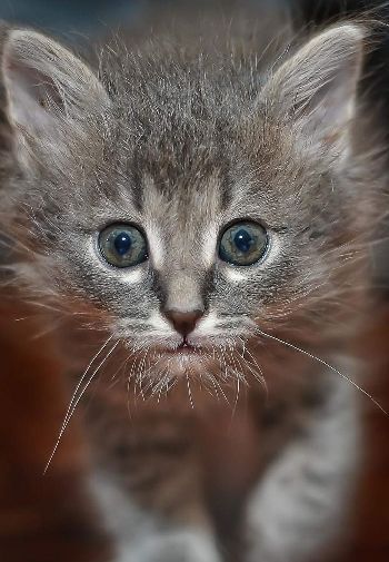 可爱猫咪高清摄影电脑壁纸