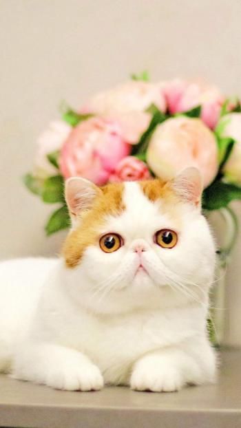 可爱的小动物胖猫咪高清手机壁纸
