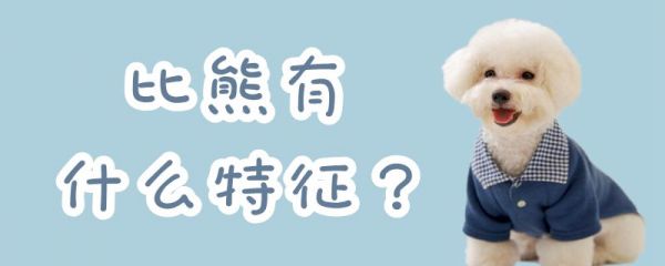 比熊有什么特征