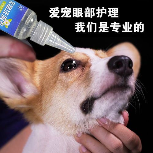 宠物眼药水，狗狗适用吗？