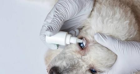 狗狗眼药水的使用方法及注意事项（以宠物为主）