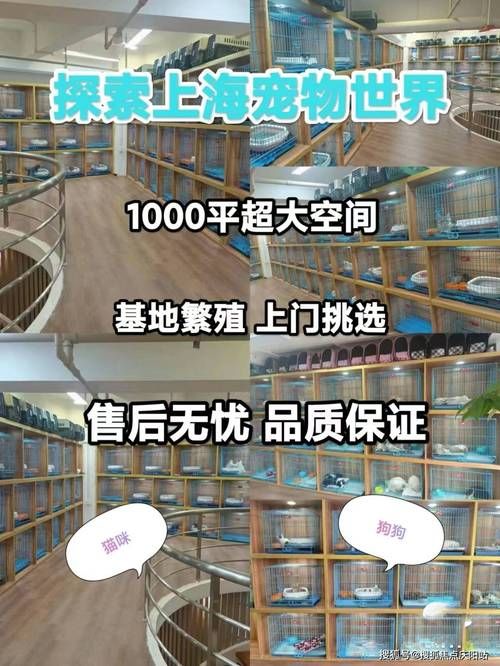 上海专卖宠物狗店有哪些_上海哪有宠物狗市场_上海宠物狗专卖店