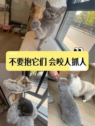 非常懒 还有点小脾气哟