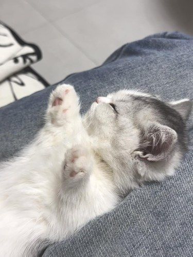 小猫的十二种睡觉姿势