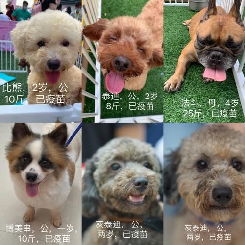 上海宠物领养吧百度贴吧论坛（上海宠物狗领养网站）