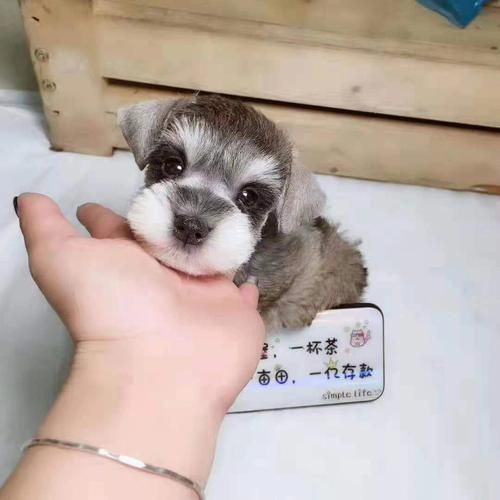 上海宠物领养吧百度贴吧论坛（上海宠物狗领养网站）