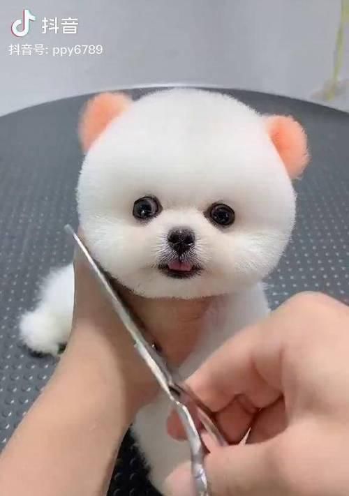 茶杯犬（探寻茶杯犬的由来及其魅力所在）