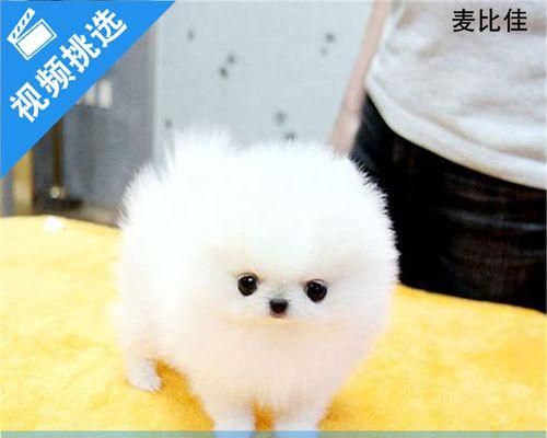 博美茶杯狗吃什么？博美茶杯犬的饮食安排有哪些？