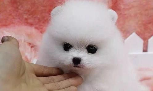 博美茶杯狗吃什么？博美茶杯犬的饮食安排有哪些？