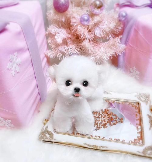博美茶杯犬VS小体比熊（比较两种犬种的体型）