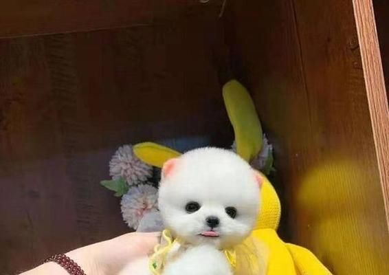 狗狗饲养指南（茶杯犬是否适合饲养？解析适合的宠物犬种及关键因素）