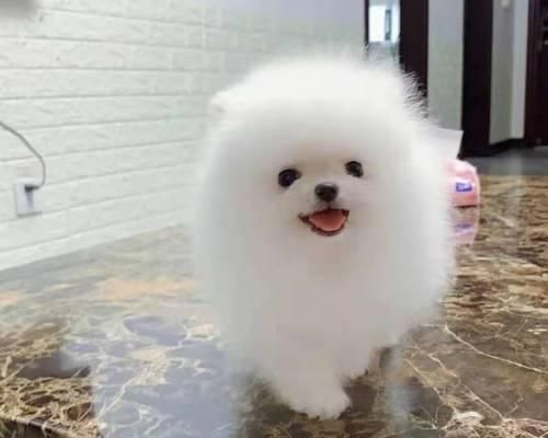 狗狗饲养指南（茶杯犬是否适合饲养？解析适合的宠物犬种及关键因素）