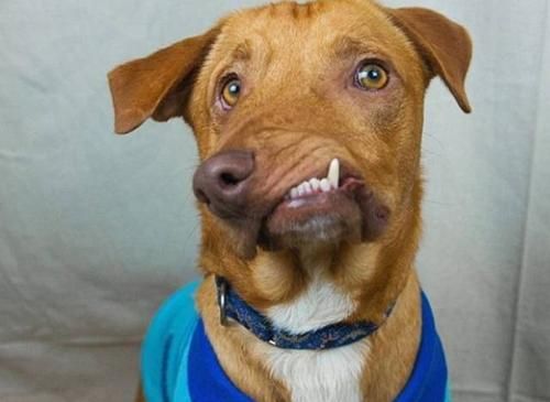 茶杯犬（揭秘茶杯犬的饲养背后，畸形人造宠物引发的争议与质疑）