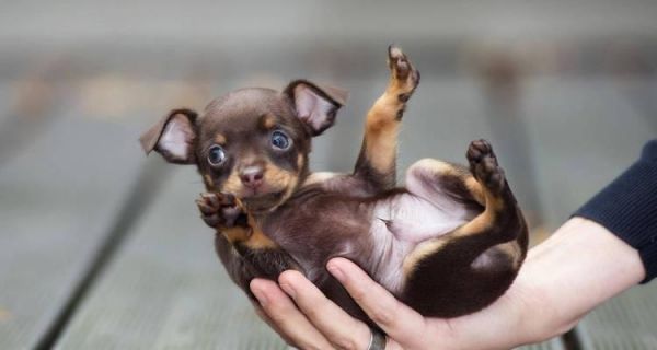茶杯犬（揭秘茶杯犬的饲养背后，畸形人造宠物引发的争议与质疑）