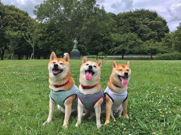 狗的图片头像背景|柴犬三兄弟户外可爱合影