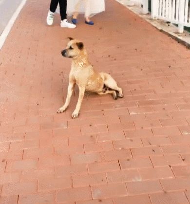 宠物犬图片(宠物犬品种大全)