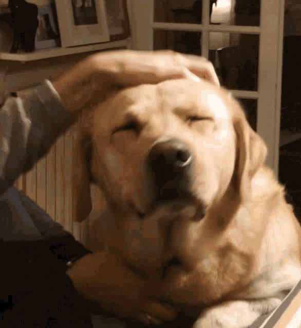宠物犬图片(宠物犬品种大全)