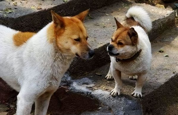 宠物犬图片(宠物犬品种大全)