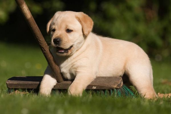 宠物犬图片(宠物犬品种大全)