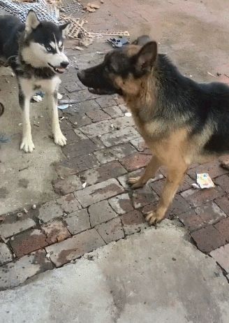 宠物犬图片(宠物犬品种大全)