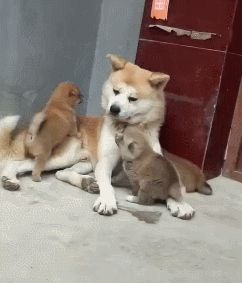 宠物犬图片(宠物犬品种大全)
