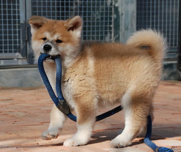 宠物犬图片(宠物犬品种大全)
