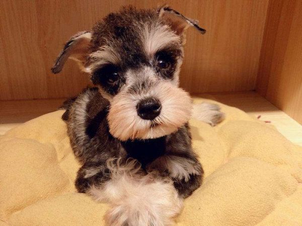 宠物犬图片(宠物犬品种大全)