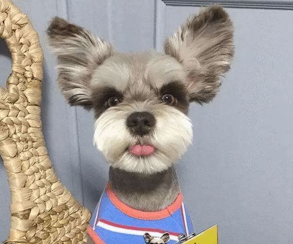 宠物犬图片(宠物犬品种大全)