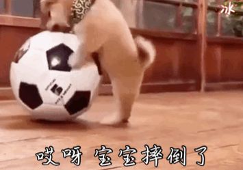 宠物犬图片(宠物犬品种大全)