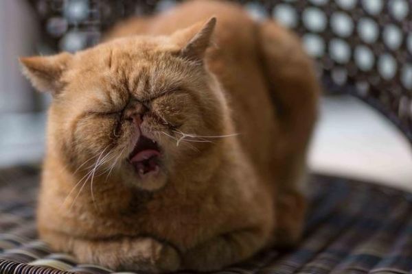 加菲猫 什么？世界上真的有这个品种吗